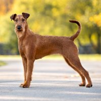 Irský teriér – otsphoto/Shutterstock