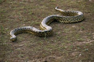 Anakonda velká (Eunectes murinus) – slowmotiongli / Shutterstock
