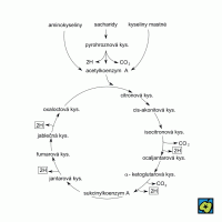Krebsův cyklus – CoJeCo.cz (CC BY-SA 4.0)