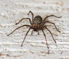 Pokoutník domácí (Tegenaria domestica) – Kamil Jany / Shutterstock