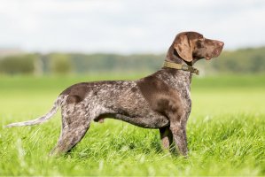 Německý krátkosrstý ohař – Burry van den Brink/Shutterstock