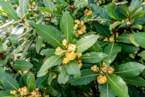 Vavřín vznešený (Laurus nobilis) – Formatoriginal/Shutterstock