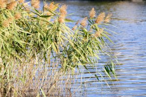 Rákos obecný (Phragmites australis) – Maxal Tamor/Shutterstock