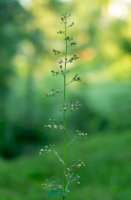 Krtičník hlíznatý (Scrophularia nodosa) – Ihor Hvozdetskyi/Shutterstock