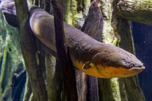 Paúhoř elektrický (Electrophorus electricus) – Danny Ye / Shutterstock