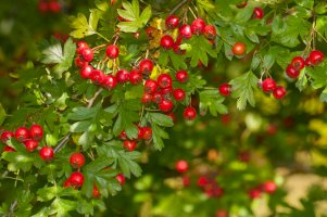 Hloh jednosemenný (Crataegus monogyna) – Gecko1968/Shutterstock