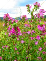 Jehlice trnitá (Ononis spinosa) – Przemyslaw Muszynski/Shutterstock