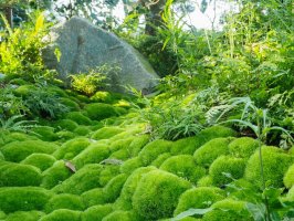 Mechorost dvouhrotec chvostnatý (Dicranum scoparium) – YanoStocks / Shuttersock