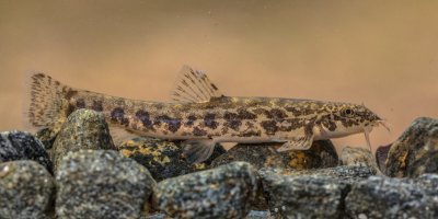 Mřenka mramorovaná (Noemacheilus barbatulus) – Rudmer Zwerver / Shutterstock