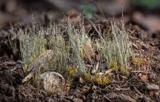 Houba rodu Phytomyces – Gerry Bishop / Shutterstock