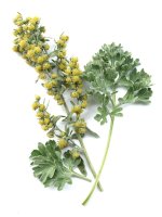 Pelyněk pravý (Artemisia absinthium) – emberiza/Shutterstock