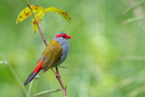 Astrild rudobrvý (Neochmia temporalis) – Peter Yeeles / Shutterstock