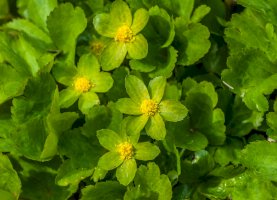 Hvězdnatec zubatý (Hacquetia epipactis) – Marbury/Shutterstock