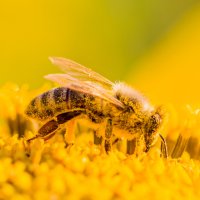 Včela medonosná (Apis mellifica), dělnice pokytá žlutým pylem – azur13 / Shutterstock