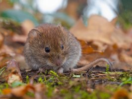 Norník rudý (Clethrionomys glareolus) – Rudmer Zwerver / Shutterstock