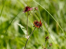 Červeně kvetoucí zábělník / mochna bahenní (Comarum palustre) – Flower_Garden / Shutterstock