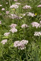 Bedrník větší (Pimpinella major) – Wiert nieuman/Shutterstock