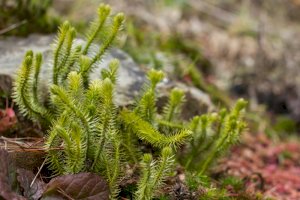 Plavuň vidlačka (Lycopodium clavatum) – Ihor Hvozdetskyi/Shutterstock