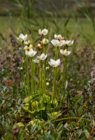 Tolije bahenní (Parnassia palustris) – Matauw/Shutterstock
