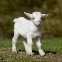 Kůzle – schubbel/Shutterstock