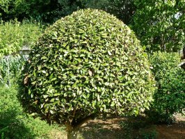 Keř vavřínu (Laurus nobilis) – Nast Eagle / Shutterstock