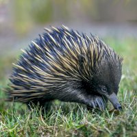 Ježura australská (Tachyglossus aculeatus) – Paul Looyen/Shutterstock