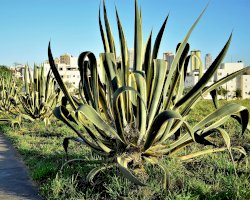 Agáve americká (Agave americana) – NANCY AYUMI KUNIHIRO/Shutterstock