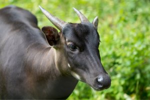 Anoa (Bubalus depressicornis) – Edwin Butter / Shutterstock
