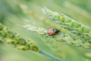 Listokaz pšeničný (Anisoplia austriaca) – Epitavi / Depositphotos