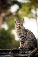 Kočka domácí – Photo by Zane Lee on Unsplash