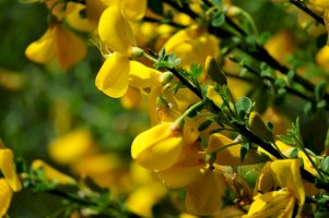Kručinka německá (Genista germanica) – Carmen Hauser/Shutterstock