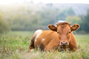 Kráva odpočívá na pastvině – Bilanol / Shutterstock