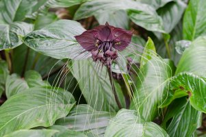 Kvetoucí taka velkokvětá (Tacca chantrieri), tropický prales v Thajsku – joloei / Shutterstock