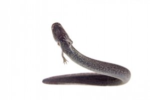 Surým úhořovitý (Siren lacertina) – Rosa Jay / Shutterstock