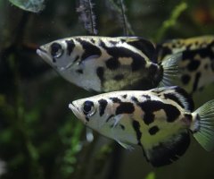 Stříkoun pruhovaný (Toxotes blythii) – Ben Rokhlenko / Shutterstock