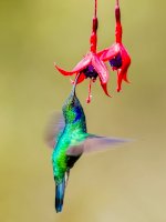 Kolibřík zelený (Colibri thalassinus) – Photo by Zdeněk Macháček on Unsplash