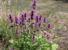 Bukvice lékařská (Betonica officinalis) – avoferten/Shutterstock
