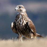 Raroh velký – Karel Bartik / Shutterstock