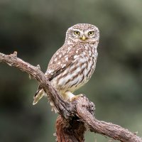 Sýček obecný – fernando sanchez / Shutterstock