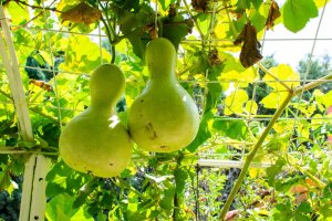 Plody lagenárie obecné (Lagenaria vulgaris) – Ali Yalcin_Seamann / Shutterstock