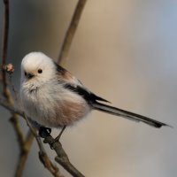 Mlynařík dlouhoocasý (Locustella naevia) – Victor Tyakht / Shutterstock