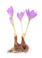 Ocún jesenní (Colchicum autumnale) – spline_x/Shutterstock