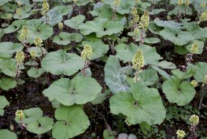 Devětsil lékařský (Petasites hybridus) – Vankich1/Shutterstock