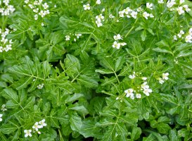 Potočnice lékařská (Nasturtium officinale) – rbiedermann/Depositphotos