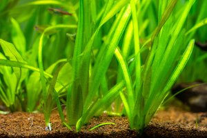 Vallisneria gigantea v akváriu – Joan Carles Juarez / Shutterstock