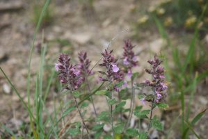 Ožanka kalamandra (Teucrium chamaedrys) – simona pavan/Shutterstock