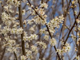 Trnka obecná (Prunus spinosa), květy – AngieC333/Shutterstock