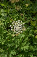 Kvetoucí všedobr horský (Imperatoria  Paucedanum ostruthium) – simona pavan / Shutterstock