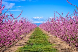 Kvetoucí sad ovocných stromů, konkrétně broskvoní, Španělsko – CRISTIAN IONUT ZAHARIA / Shutterstock
