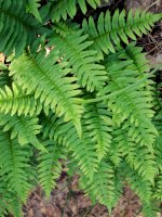 Osladič obecný (Polypodium vulgare) – meiningi/Shutterstock